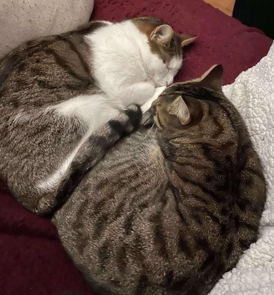 2 cats on a sofa sleeping next to each other